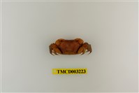 藏品(印度新脹蟹)的圖片